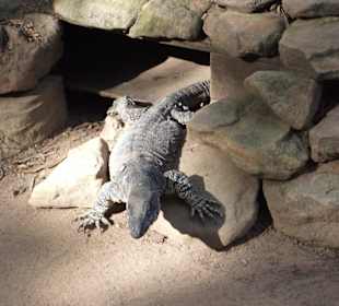 Tolle australische Tiere