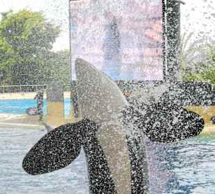 Geradezu unmögliche Dressur