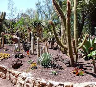 Kakteen Garten
