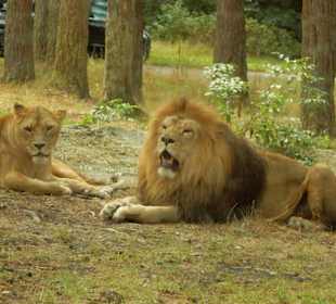 Durchfahrt Serengetipark