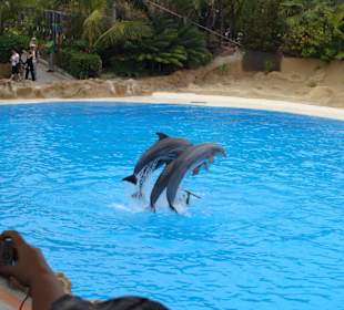 Delfin Show