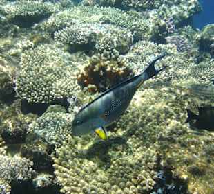 Arabischer - Doktorfisch