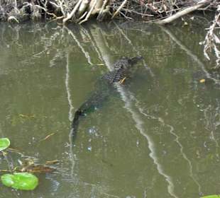 Alligator ind den Everglades