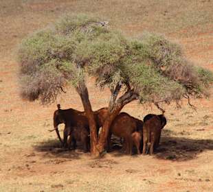 African Bush & Beach Adventures Ltd