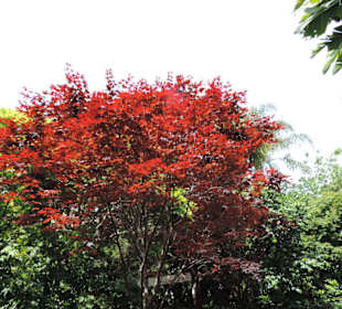 Eden Garden ein Paradies mitten in der Stadt