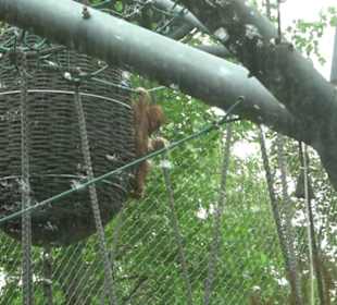 Tierpark Hellabrunn - Welt der Affen