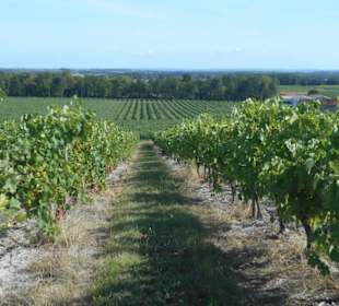 Weingut Guillon-Painturaud