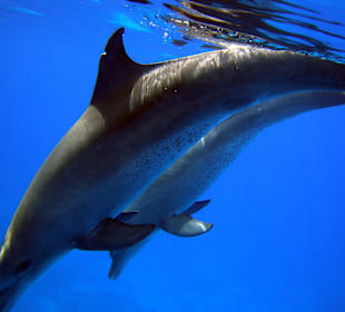 Unser Freund der Flipper