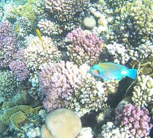 Schnorcheln Makadi Bay