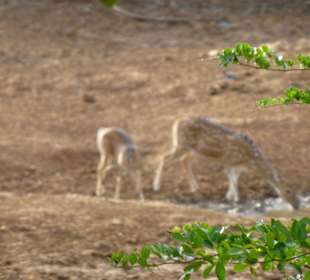 Auch Rehe sind hier zu finden