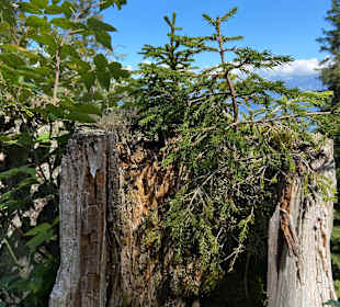 Wandern Hochpillberg