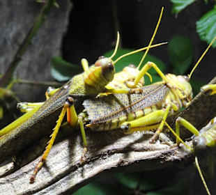 Im Terrarium von Schloss Trauttmansdorff