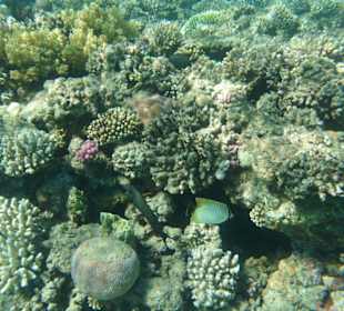 Viele gute Verstecke