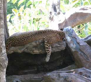 В зоопарке Бали