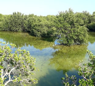 Al Thakira Mangroves