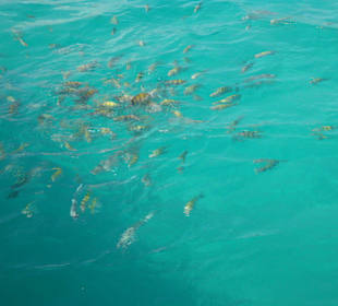 Fische bei Saona Island