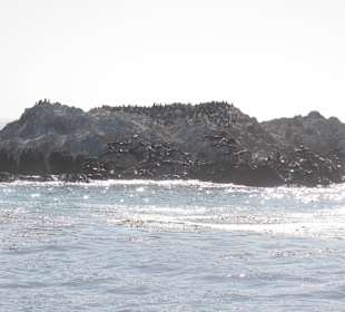 17 Miles Drive Robben