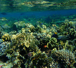 Hausriff Hotel Tulip Resort