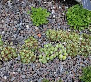 Wasserpflanzen verschieden