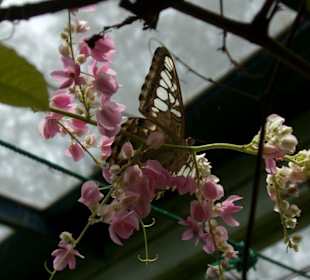 Schmetterling - Haus