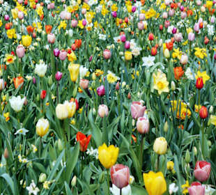 Blumenpracht im Keukenhof