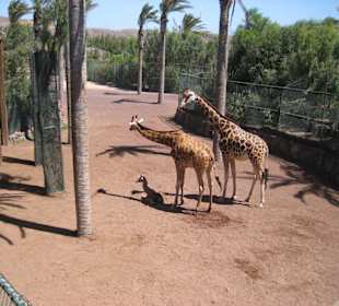 Neugeborenes Giraffenbaby