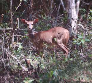Buschbock