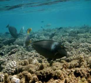 prächtig diese farben