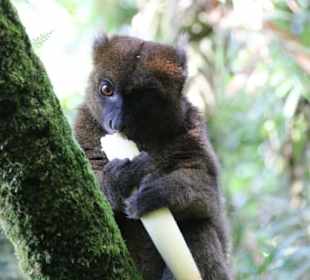 Sehr selten: Goldener Bambuslemur