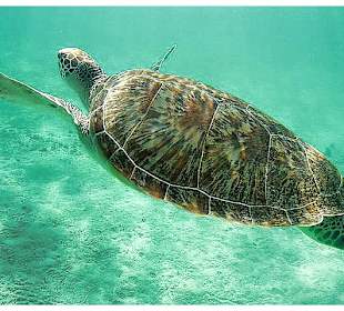 Schnorcheln Marsa Alam