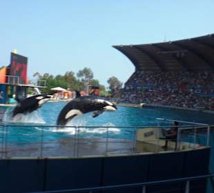 Marineland Orcashow