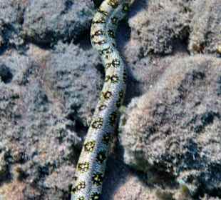 Sternflecken Muräne