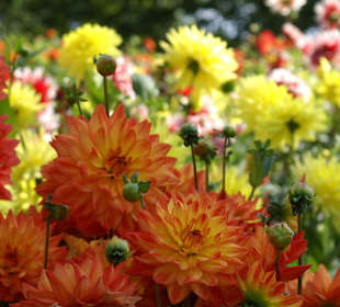 Dahlien-Impressionen