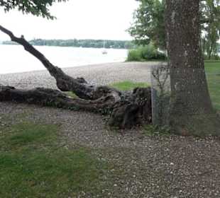 Herrschinger Bucht
