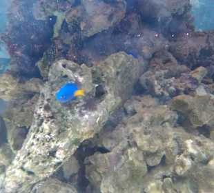 Aquarium / Oceanongrafic