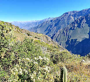 Colca-Canyon