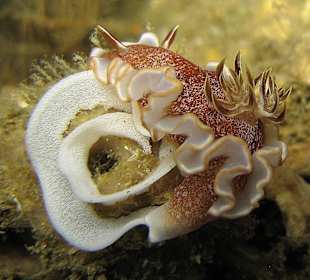 gebärstunde der nacktschnecke