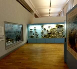 Naturkunde-Ausstellung