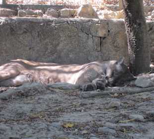 Einziges sehenswertes im Tierpark