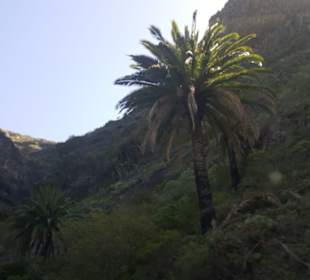 Masca Schlucht in Masca