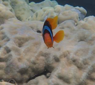 Schnorcheln Abu Dabbab