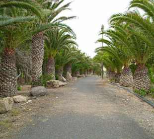 Palmenwald von Costa Calma