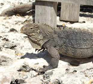 Auf der Leguaninsel