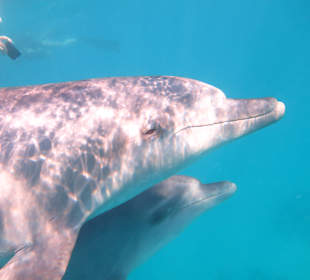 Delfin Tour Hurghada
