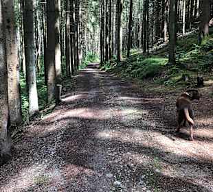 Wandern Drachselsried