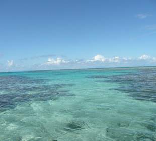 Das Great Barrier Reef bei Lady Musgrove Island