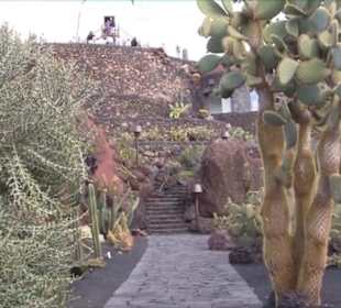 Jardín de Cactus