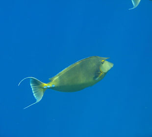 Ein Kurznasenoktorfisch
