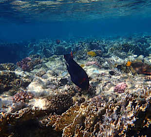 Schnorcheln in der Bucht