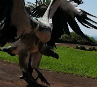 Geier bei der Flugshow
